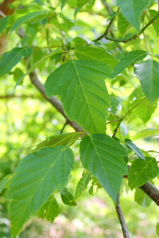 3_campi flegrei