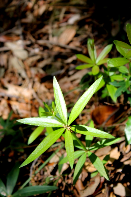 CAMPI FLEGREI: Rubia peregrina, Galium e Sherardia