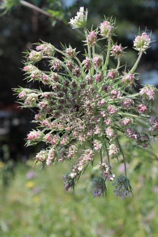 campi flegrei - Daucus carota