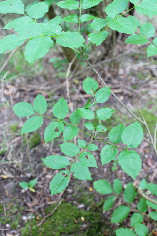 5_campi flegrei