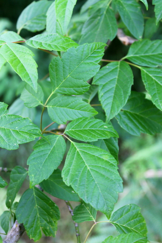 6_campi flegrei