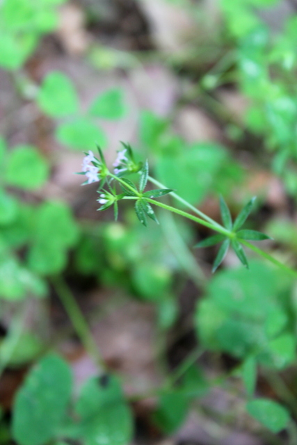 CAMPI FLEGREI: Rubia peregrina, Galium e Sherardia