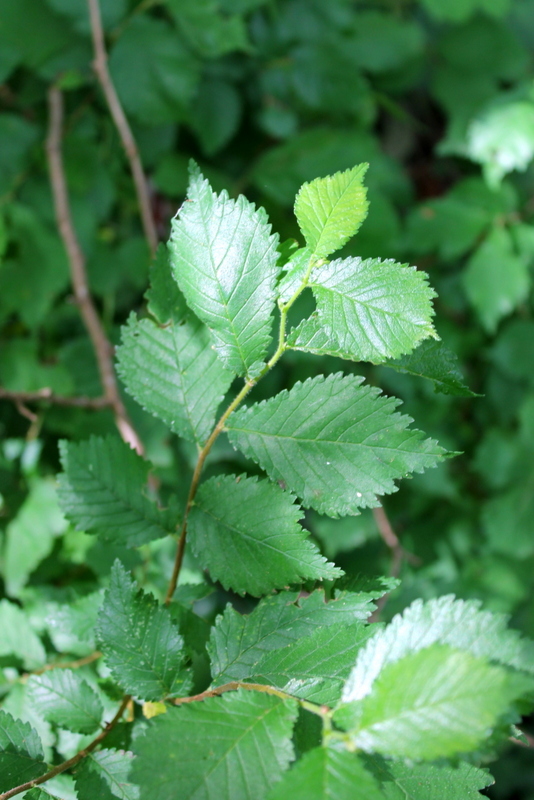7_campi flegrei