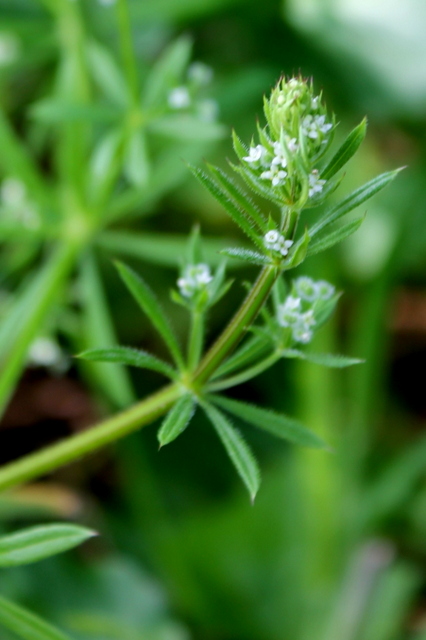 CAMPI FLEGREI: Rubia peregrina, Galium e Sherardia