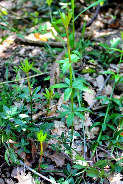 CAMPI FLEGREI: Rubia peregrina, Galium e Sherardia