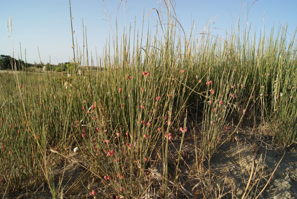 Ephedra distachya / Efedra distachia