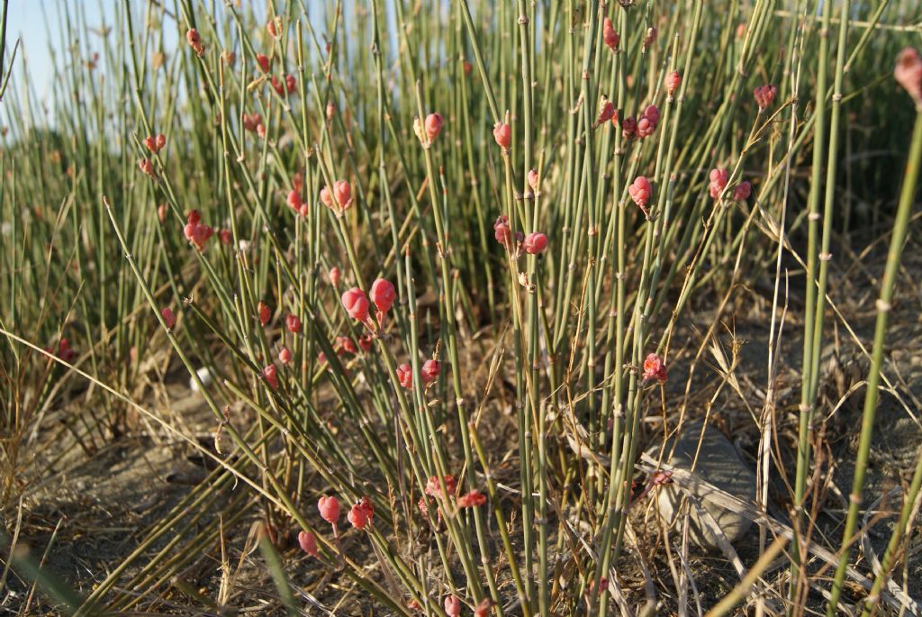 Ephedra distachya / Efedra distachia