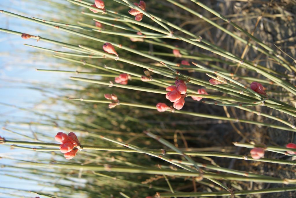 Ephedra distachya / Efedra distachia