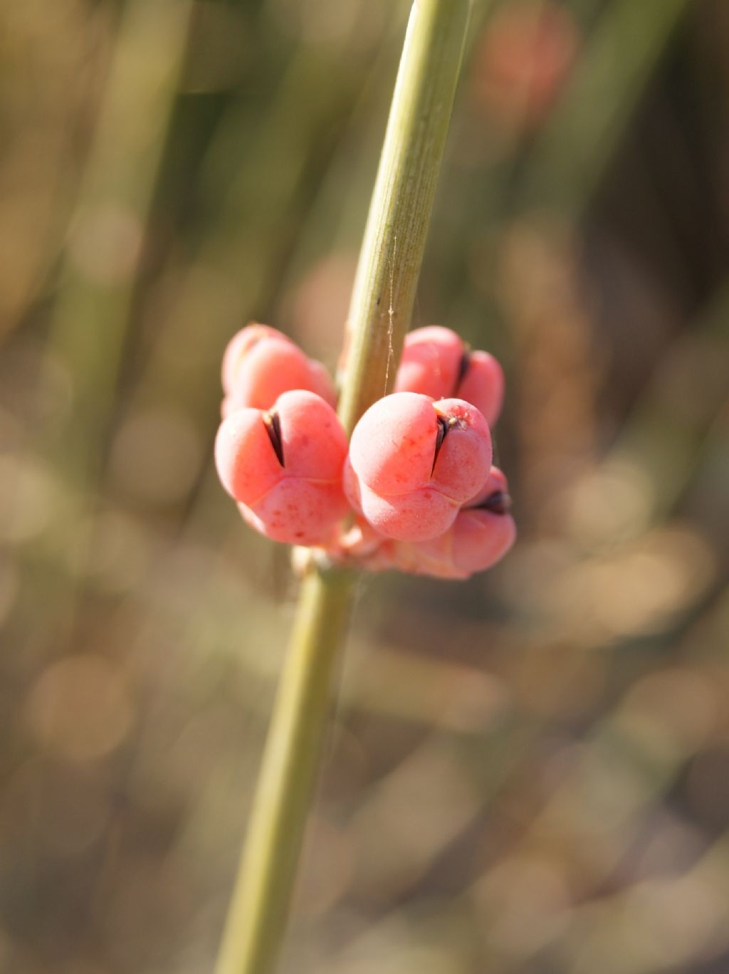 Ephedra distachya / Efedra distachia