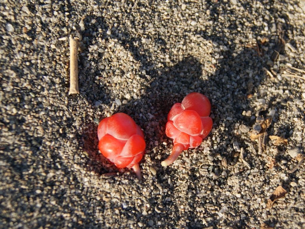 Ephedra distachya / Efedra distachia