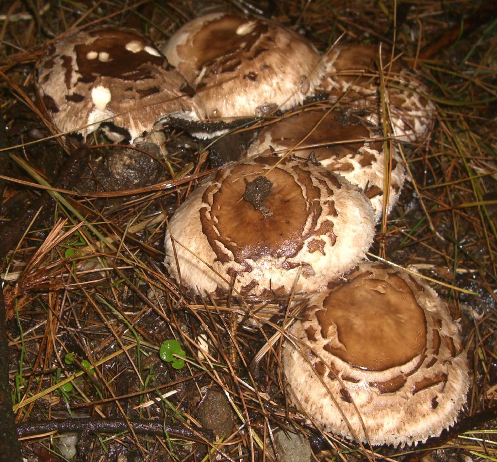 Funghi appena trovati da determinare