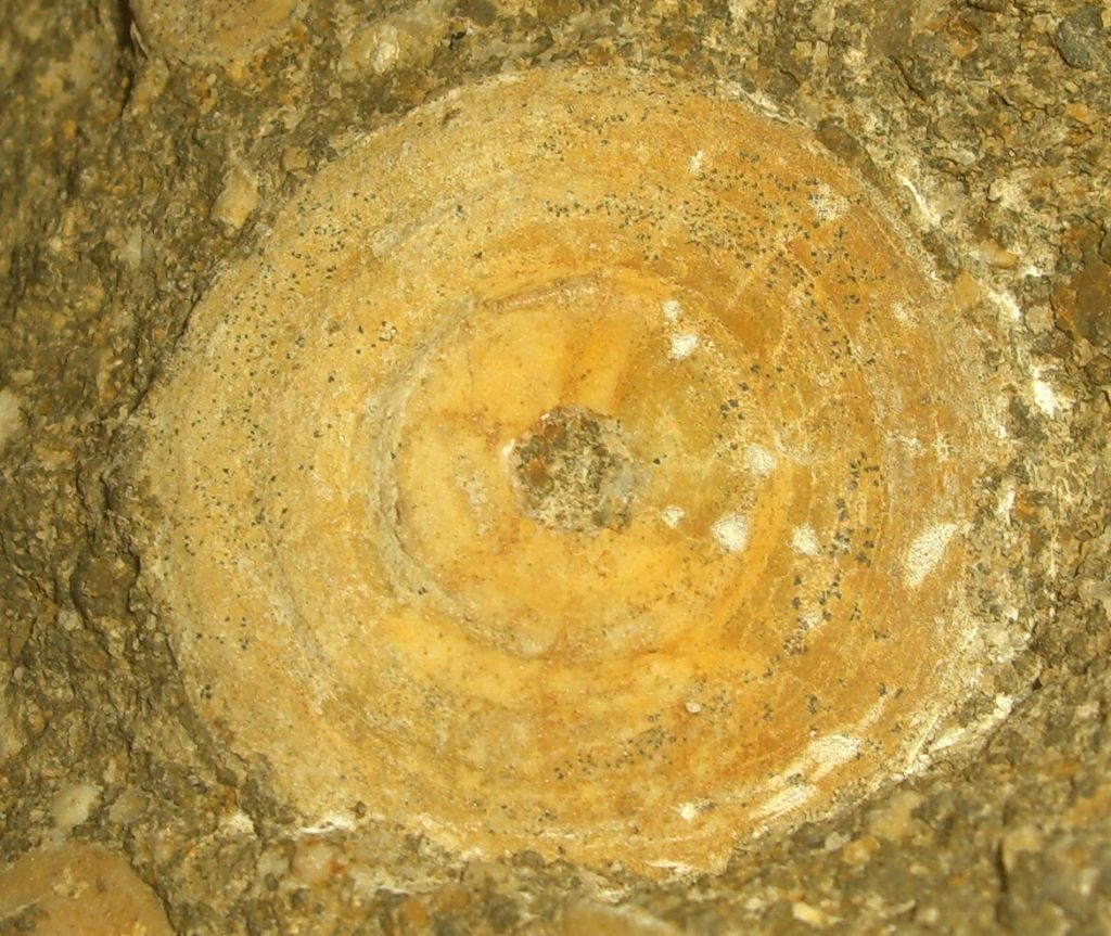 Fossile da identificare (Eocene)