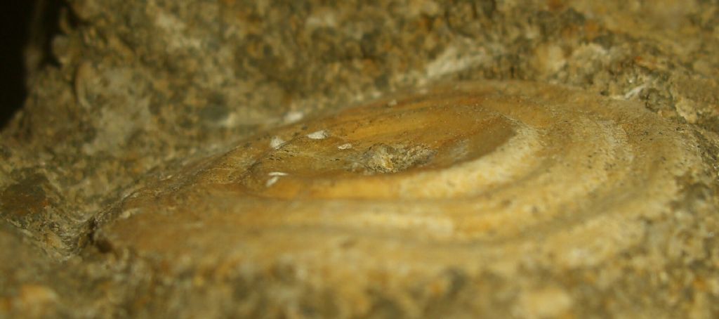 Fossile da identificare (Eocene)