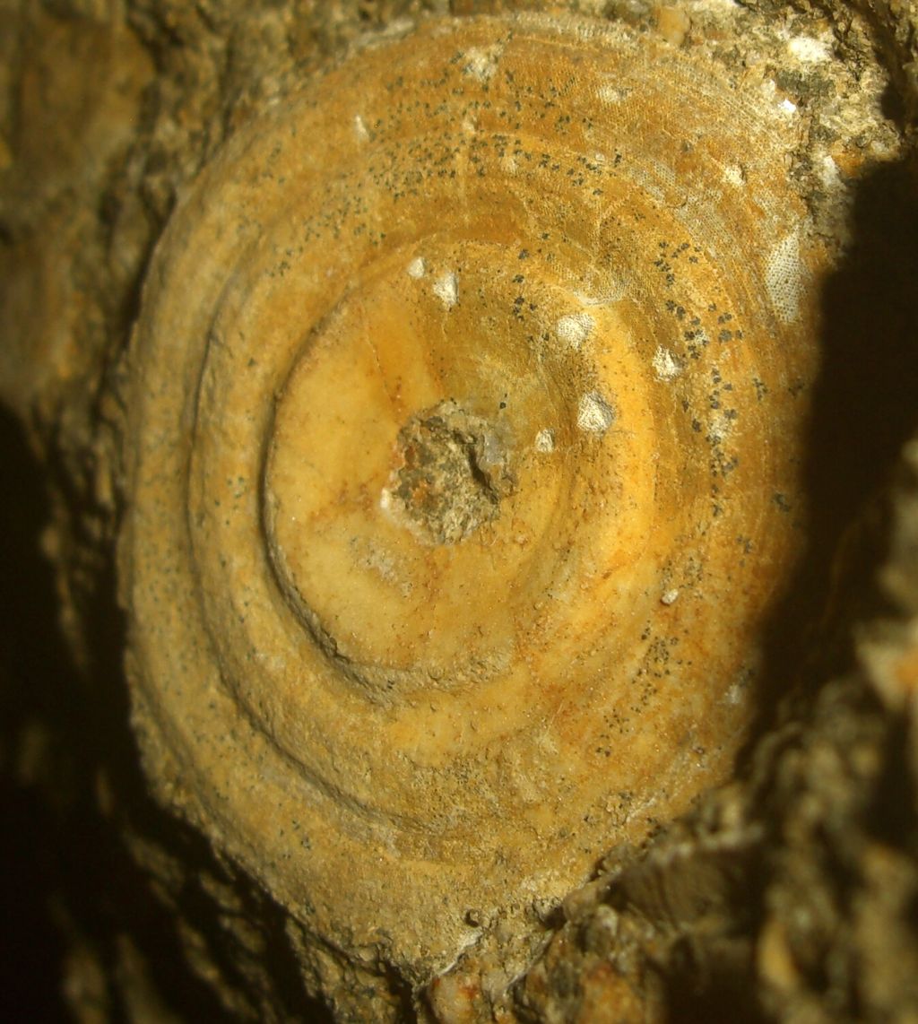 Fossile da identificare (Eocene)
