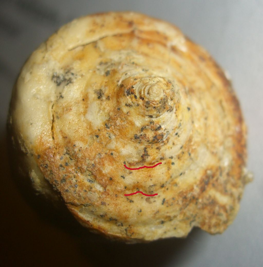 Fossile da identificare (Eocene)