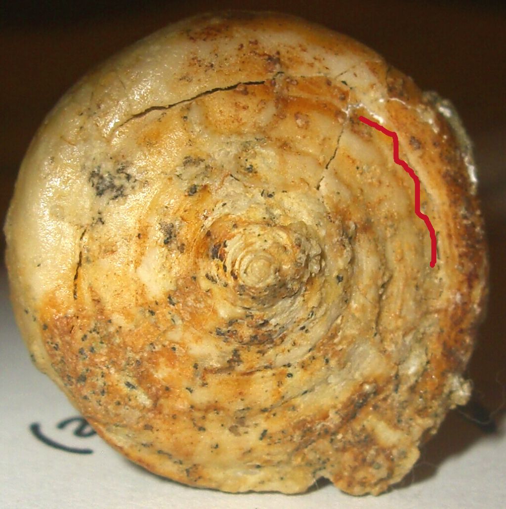 Fossile da identificare (Eocene)