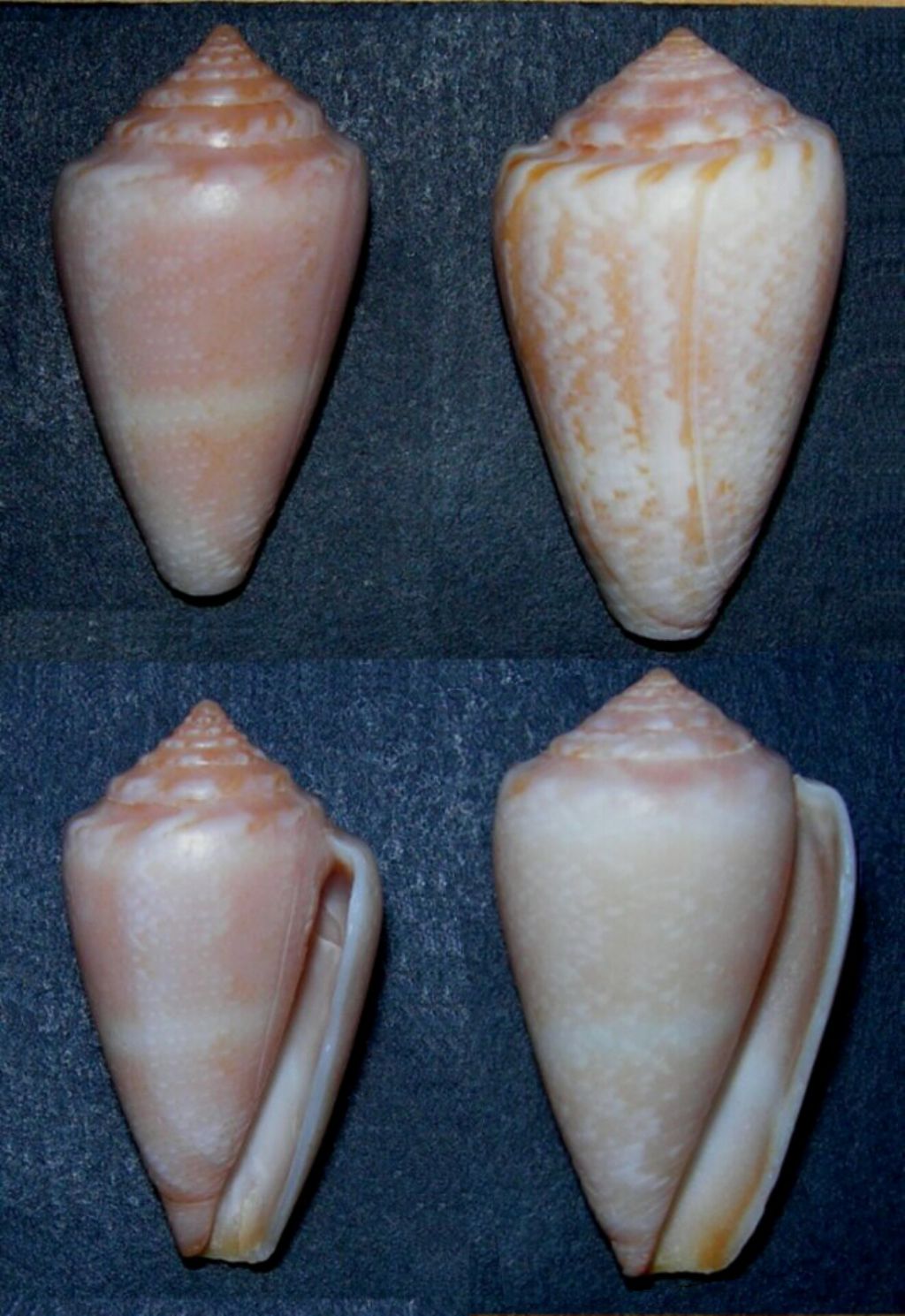 Conus del Golfo di Gabes