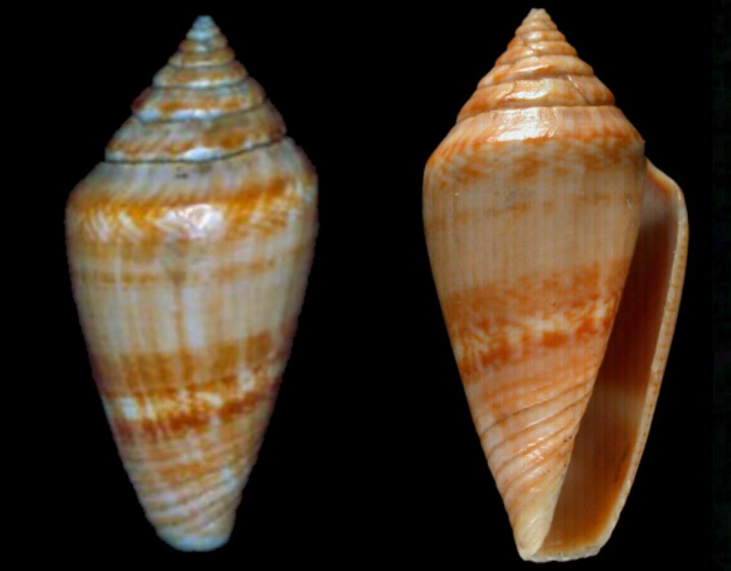 Conus desidiosus (Adams, 1854)