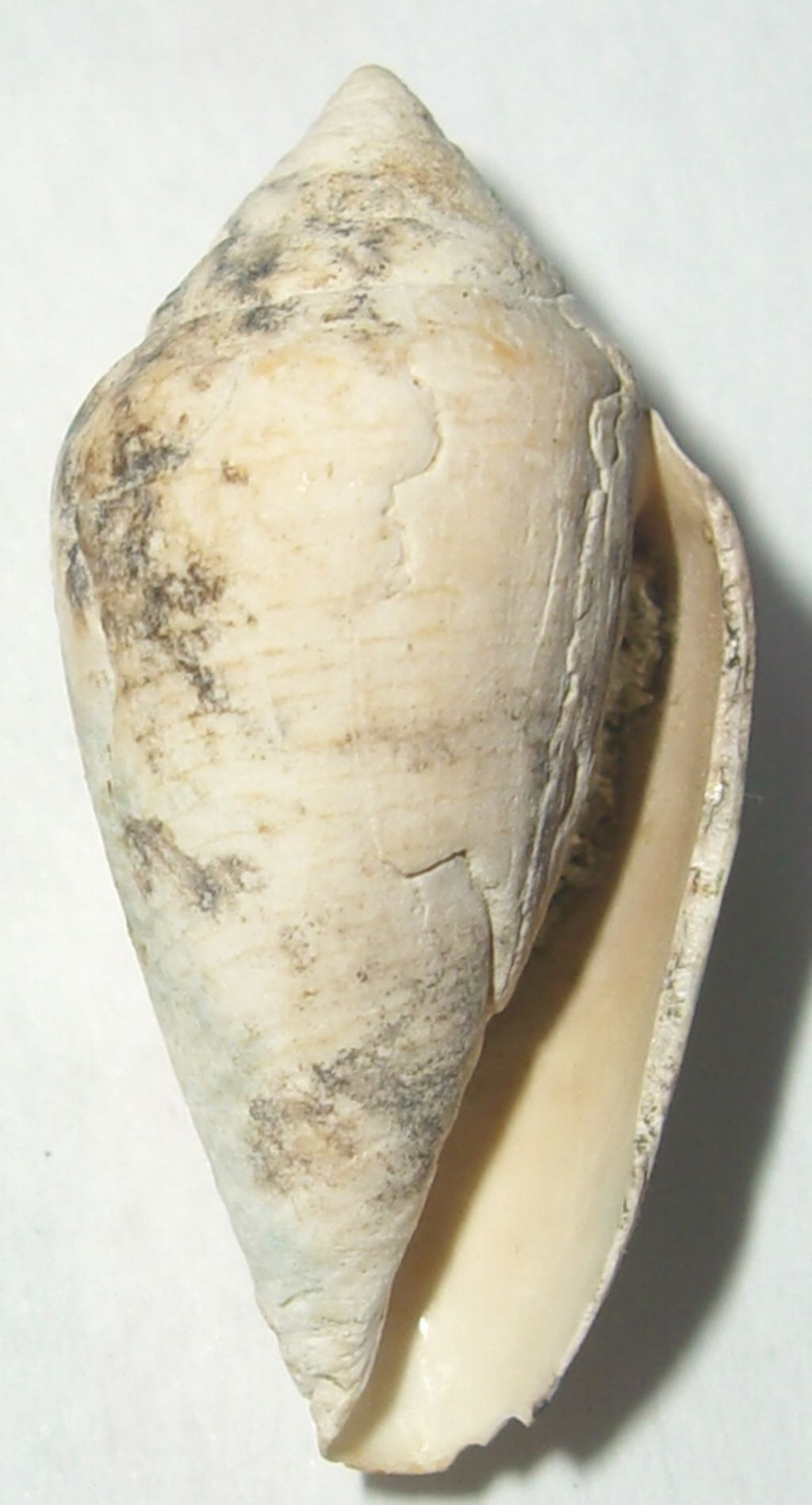 Conus desidiosus (Adams, 1854)