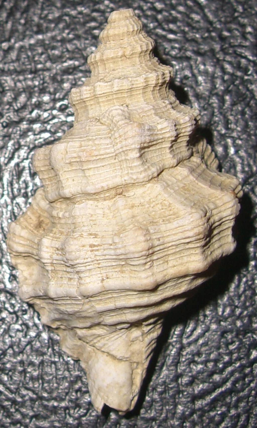 Pliocene della Toscana - Hadriania