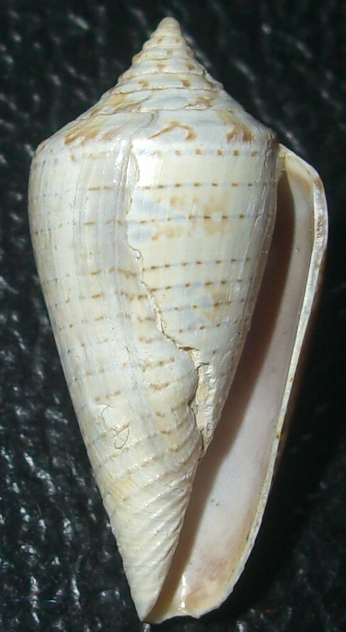 Conus