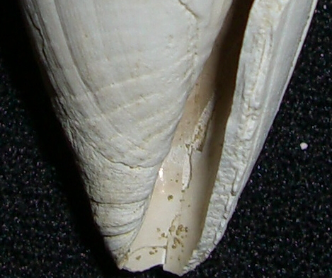 Conus striatulus: non pi solo fossile