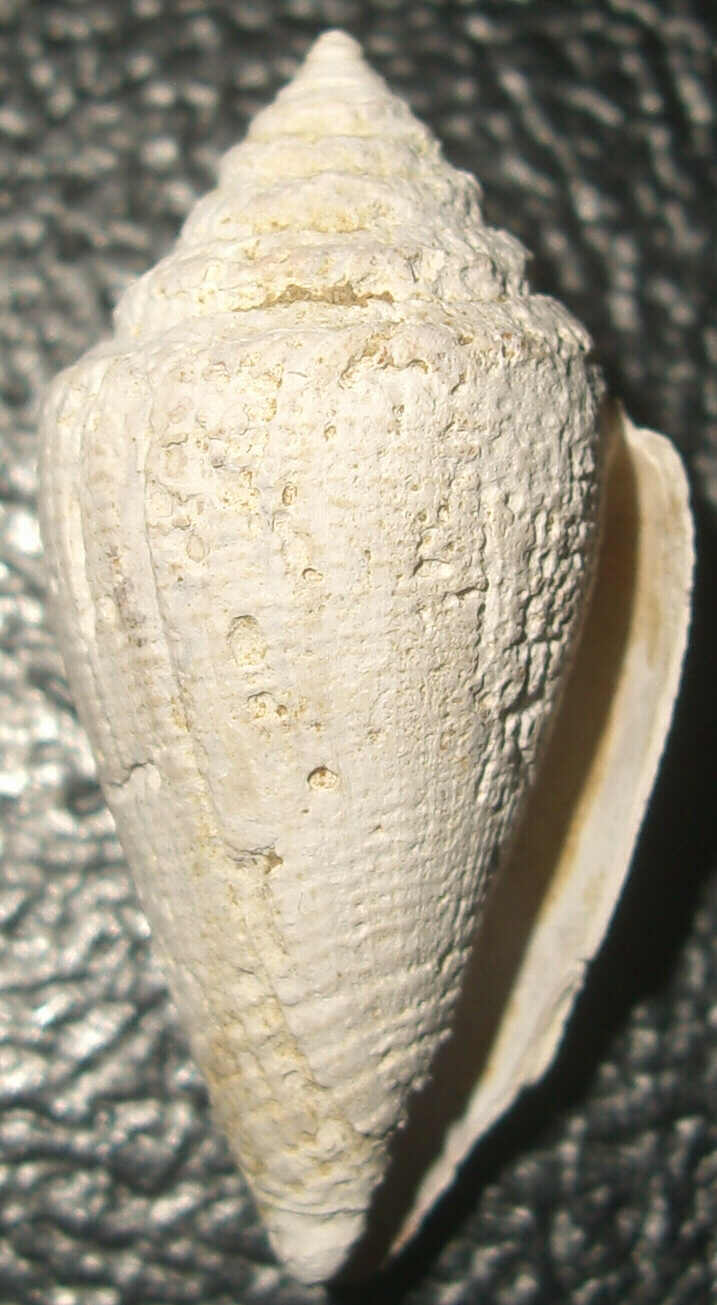 Conus striatulus: non più solo fossile