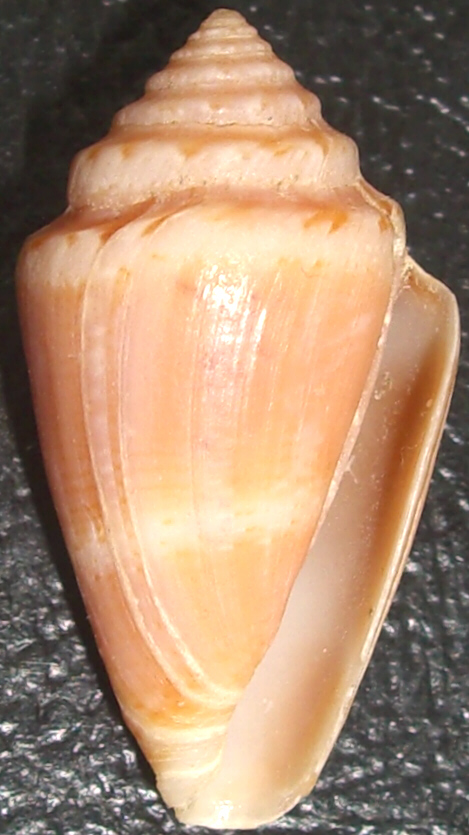 Conus striatulus: non più solo fossile