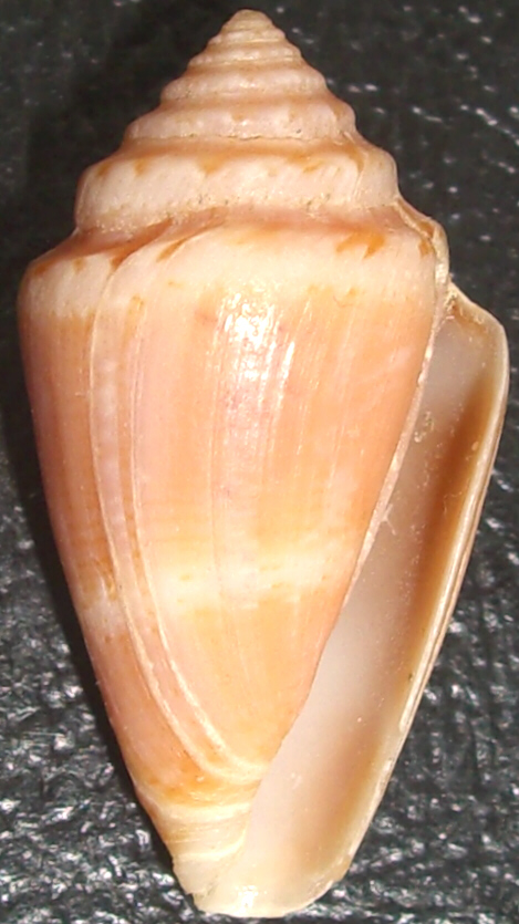 Conus striatulus: non pi solo fossile