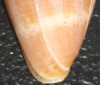 Conus striatulus: non pi solo fossile