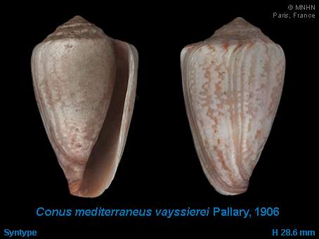 Conus vayssieri (Pallary, 1906) - (Kobelt, 1906)
