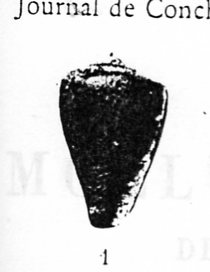 Conus vayssieri (Pallary, 1906) - (Kobelt, 1906)