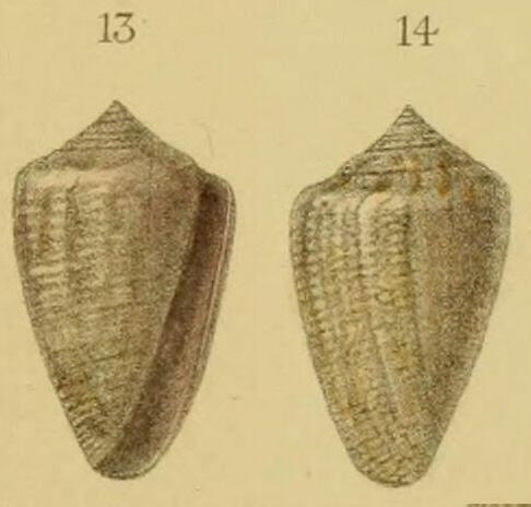 Conus vayssieri (Pallary, 1906) - (Kobelt, 1906)