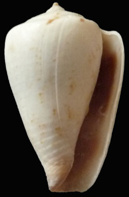 Conus vayssieri (Pallary, 1906) - (Kobelt, 1906)