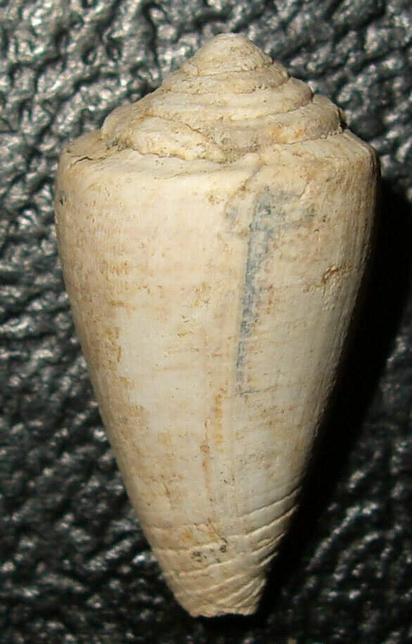 Conus del Golfo di Gabes