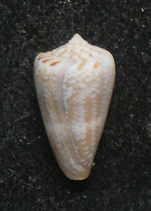 Conus del Golfo di Gabes