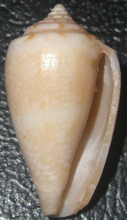 Conus del Golfo di Gabes