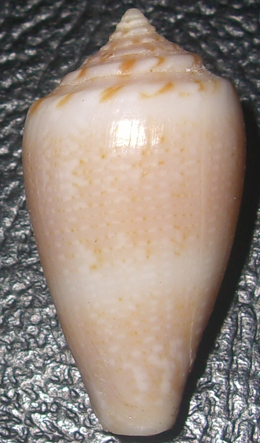 Conus del Golfo di Gabes