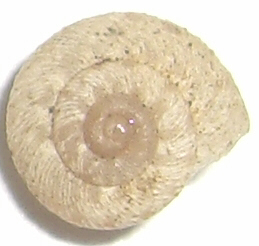 Gasteropode da Varese