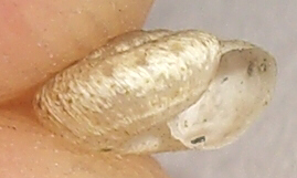 Gasteropode da Varese