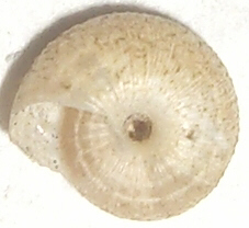 Gasteropode da Varese