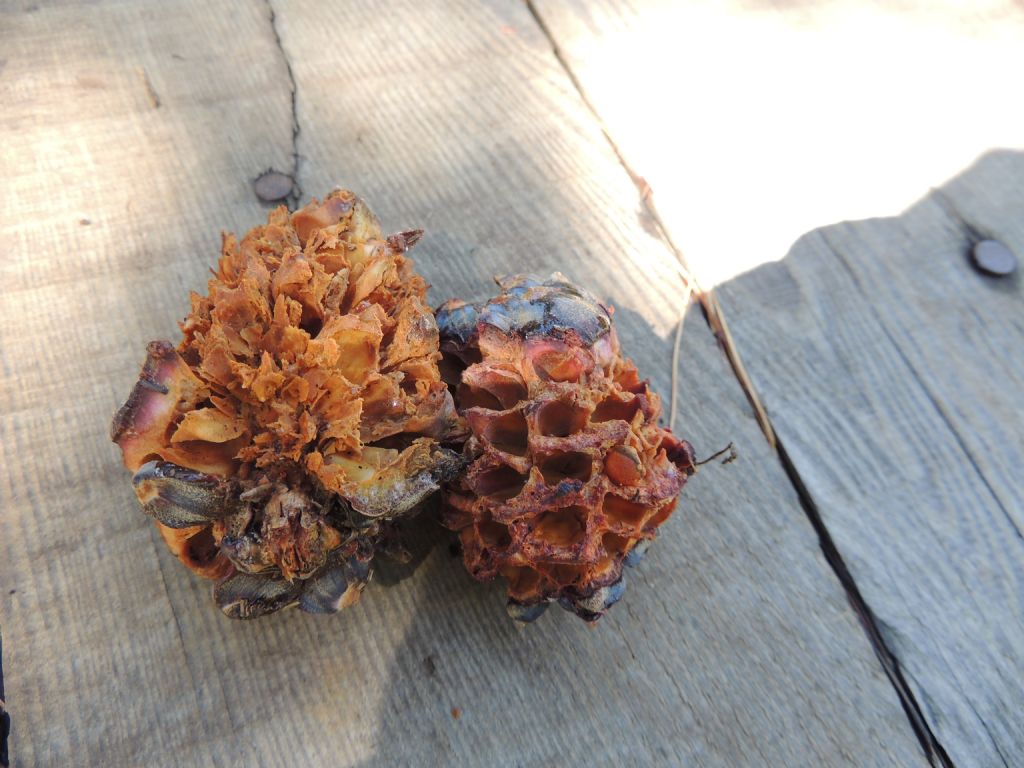 Pigne rosicchiate.