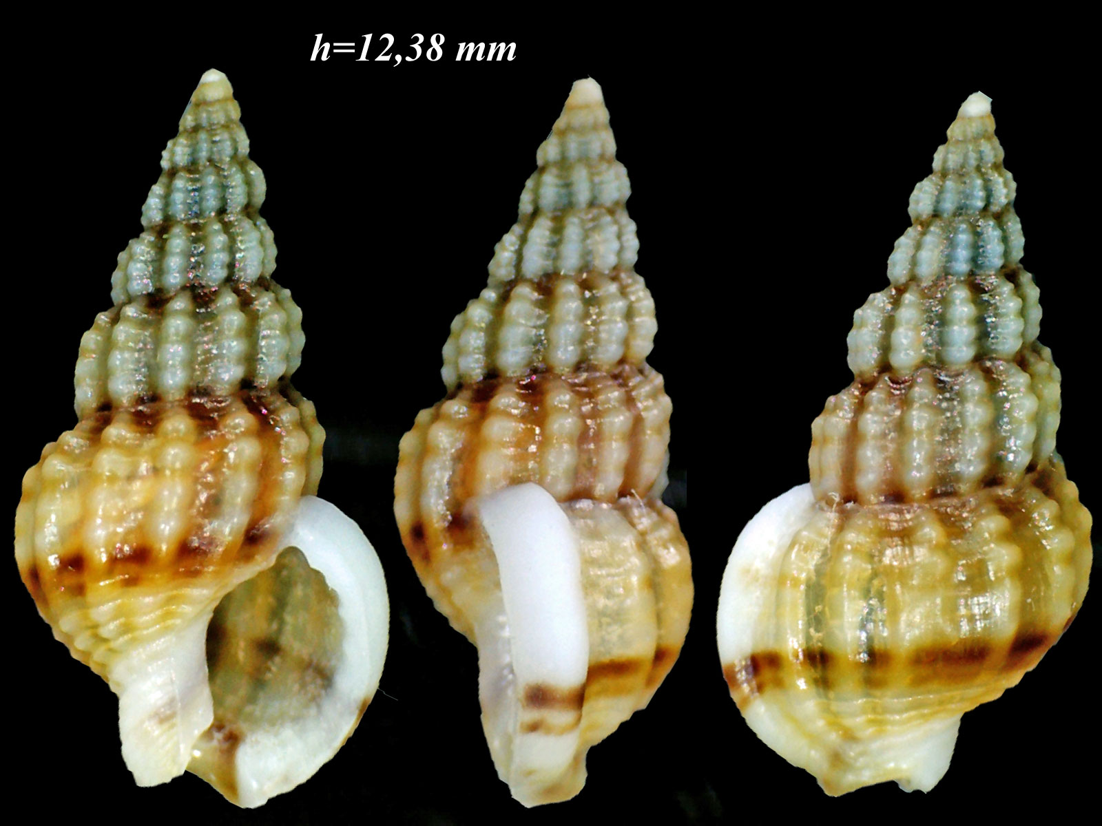 Nassarius vaucheri ?