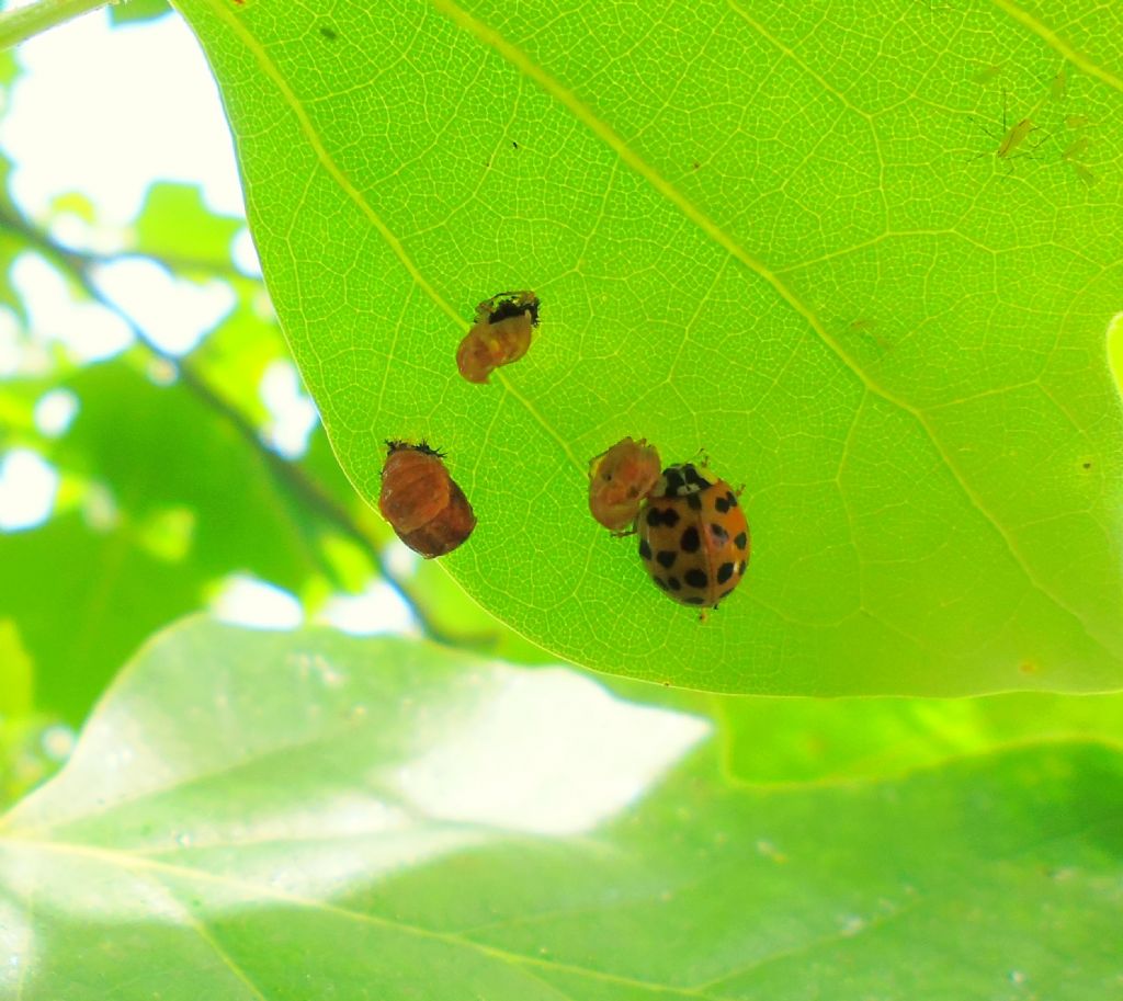 Chi/cosa ? Probab. Harmonia axyridis