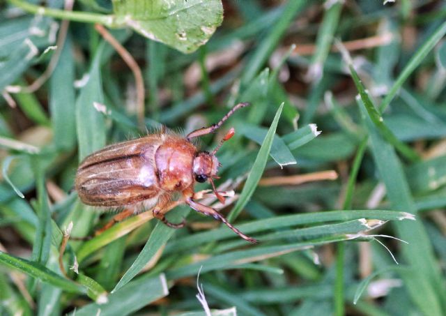 Amphimallon cfr. soltitiale, Melolonthidae