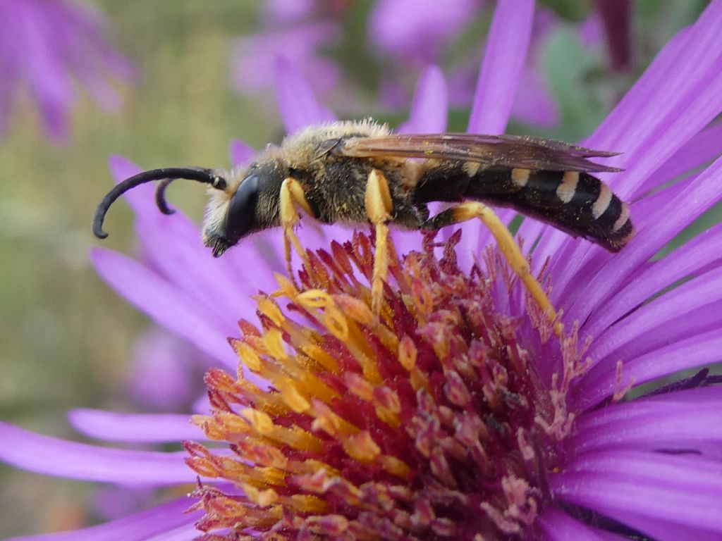 Identificazione di imenottero - Halictus? S, Halictus scabiosae, maschio