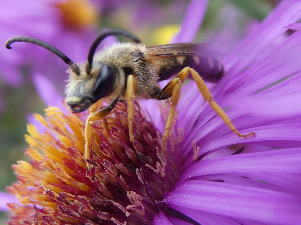 Identificazione di imenottero - Halictus? S, Halictus scabiosae, maschio