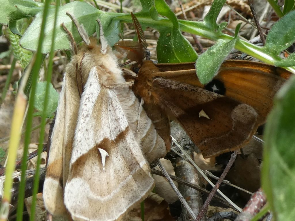 Coppia di lepidotteri: Aglia tau, Saturniidae