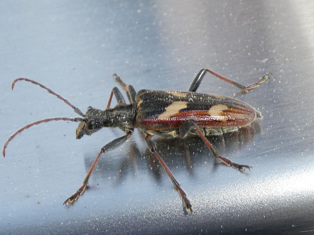 Carabidae?  No, Cerambycidae: Rhagium bifasciatum