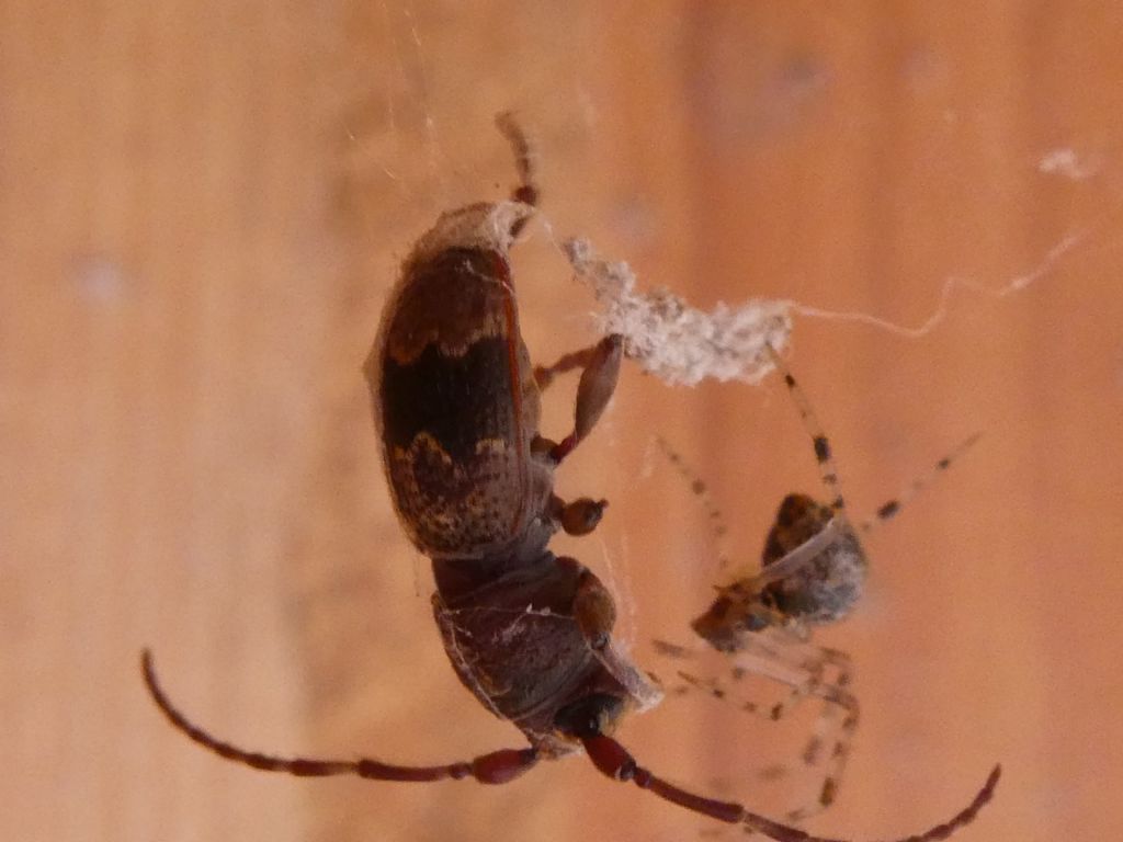 Cerambycidae?  S, Parmena cfr.unifasciata